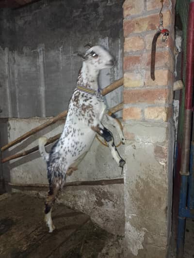 pure Barbara male kanj bhot khobsorat MashAllah