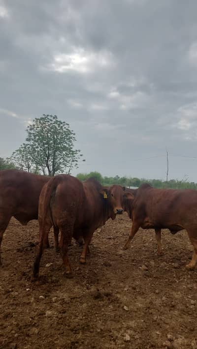 Red Gold Pure Pedigree Sahiwals With Brahman Confirmed