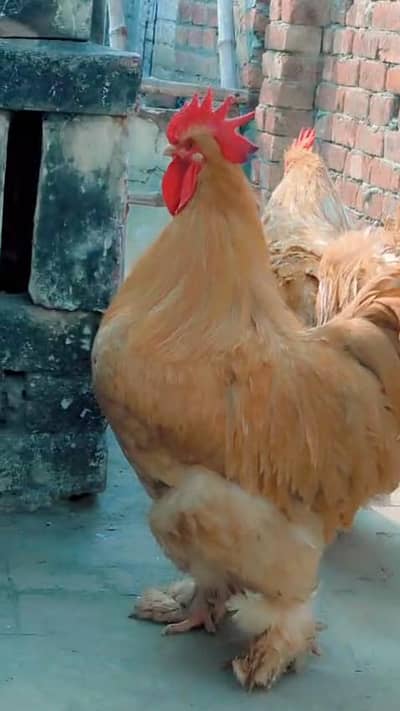 Young Golden Buff Breeder Male