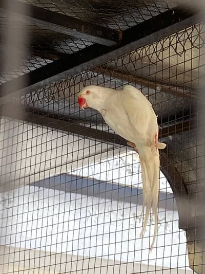 White Ringneck Female