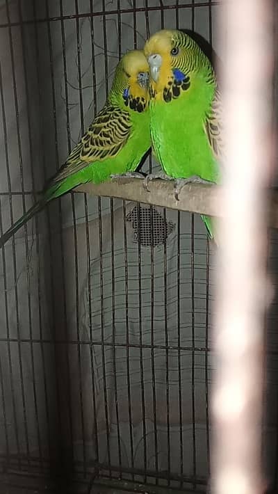 under exsihibition breeder pair