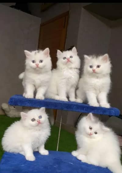 Healthy Active kittens reasonable price