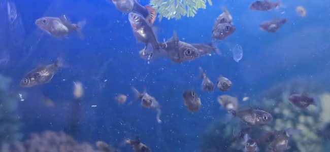 Oranda gold fish babies