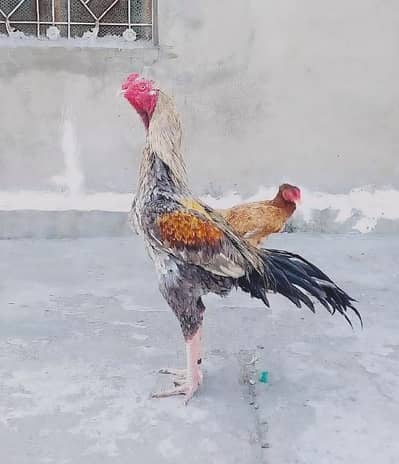 Aseel Murga For Sale