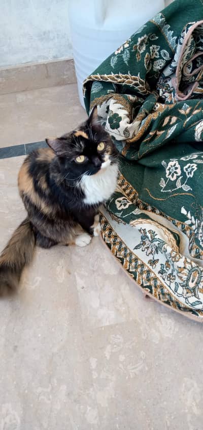 Persian cat for sale