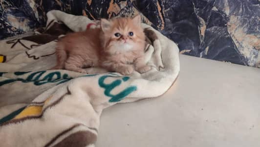 Persian kitten | triple coat