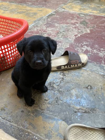 Labrador and German cross
