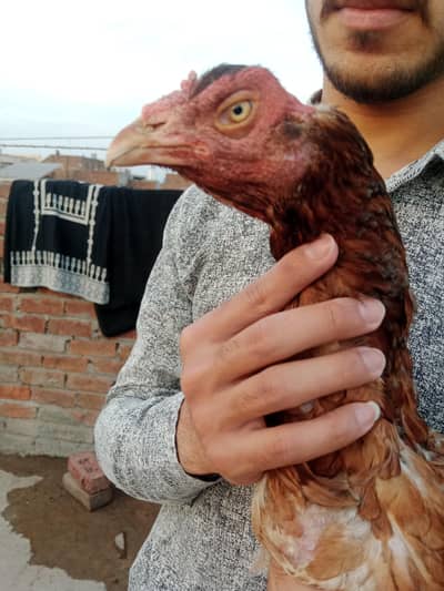 band gadi ki aseel murgi guranted Madi ha