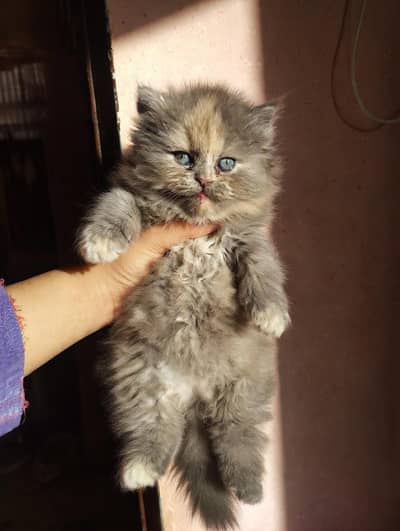 Persian kittens
