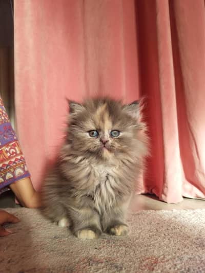 Persian kittens
