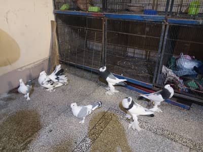 actives and healthy bards