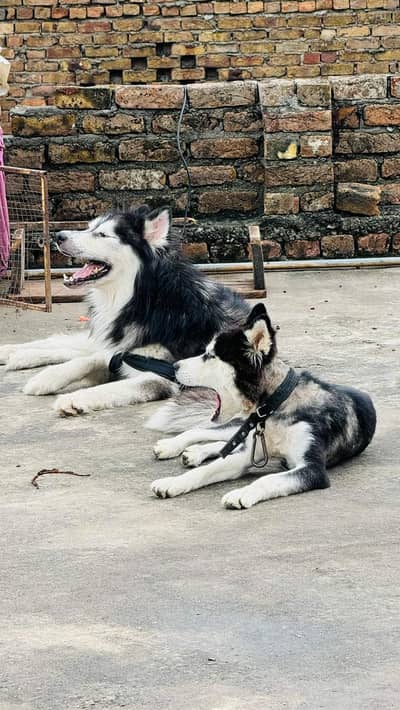 husky male 3 year blue eyes