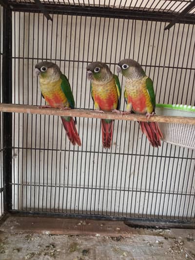 yellow Sided with red Factor Parrot Pathy