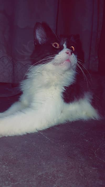 Healthy Black & White Long Hair Pet Cat for Sale