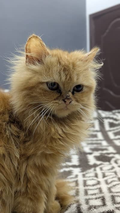 Persian Triple coated