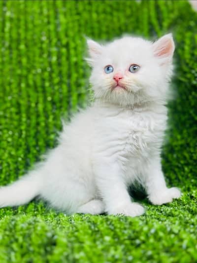 Odd eyes Male kitten available