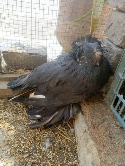 Bukhara/Trumpeter Male