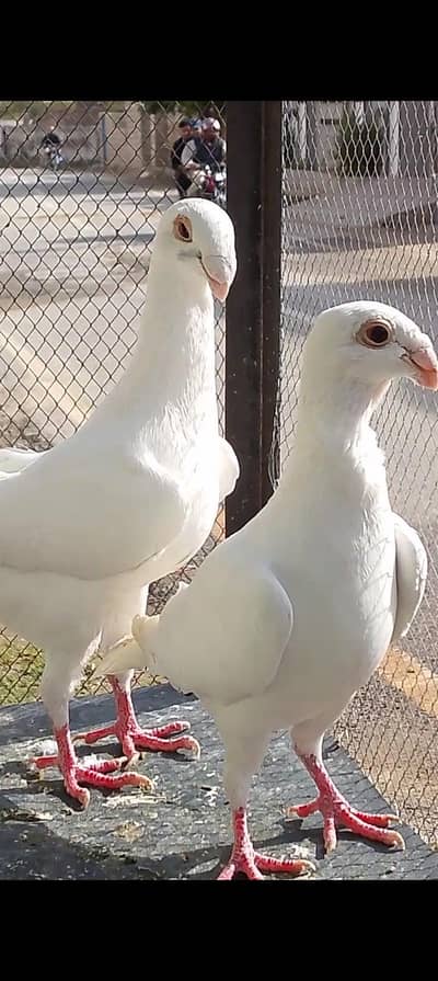 all fancy pijeons 03135432147