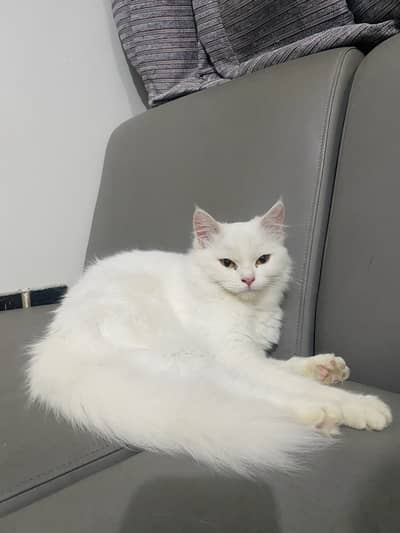 Persian Cat for Sale