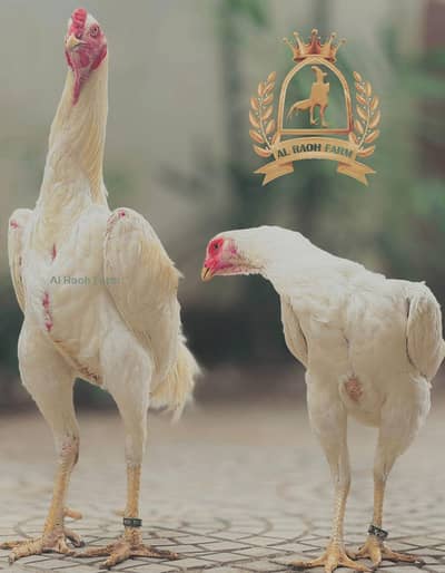 OH Shamo paper white chicks