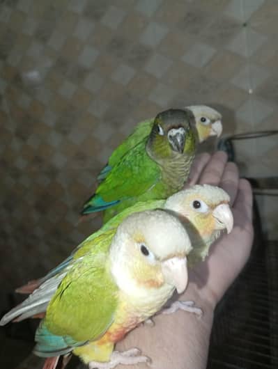 Pineapple conure cocktail chicks lovebird chicks hand tame fly tame