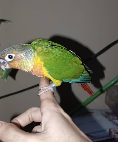 hand tame green chick conure (double red factor)