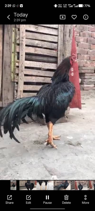 Aseel miyanwali Reza plus amroha cross