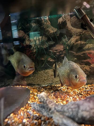 Rare Red Belly Phiranas