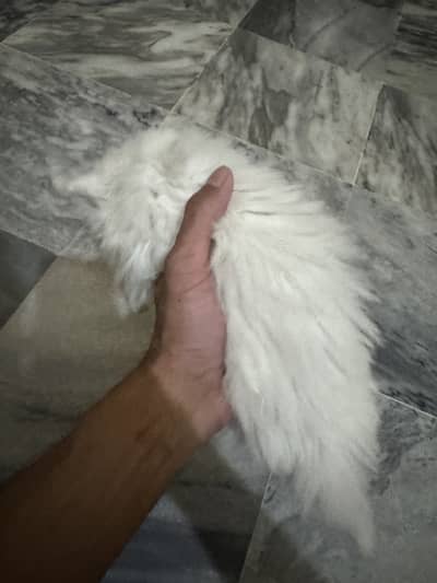 Persian kittens for sale