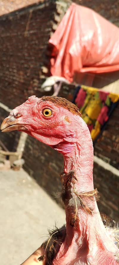 Ganji murgi available  available 03350661457