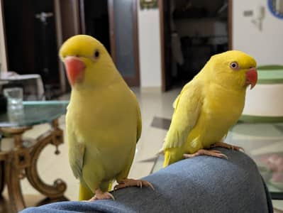 yellow parrot