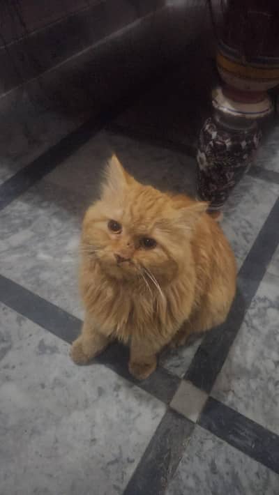 Persian cat