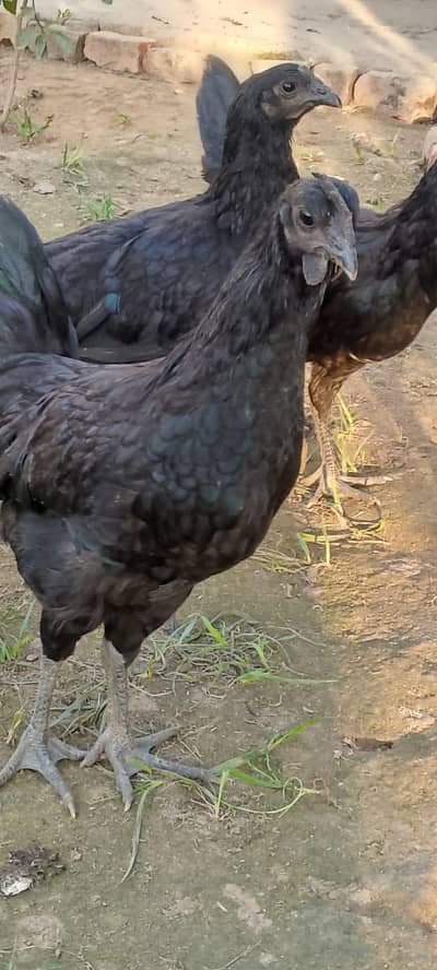 Australorp and Ayam cemani pathiyan pathy for sale