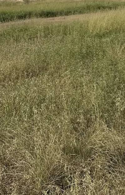 7 Kanal Agricultural Land for sale