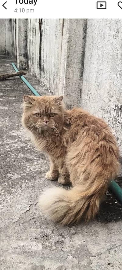 just one cat available for sale