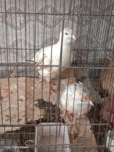 white , silver and irani pairs