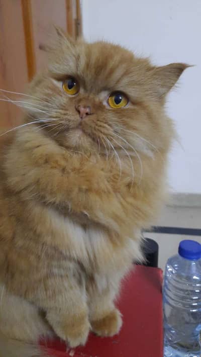 Triple coated Persian cat up for adoption