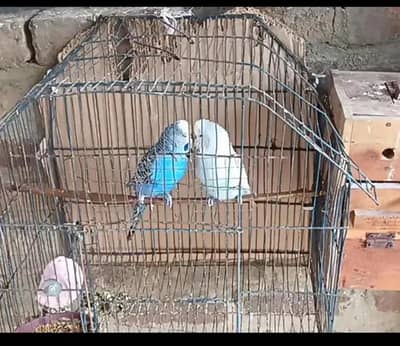 1 top class exhibition pair for sale