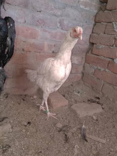 pepper waite Madi for sale