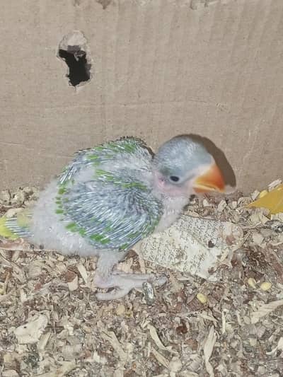pahari parrot  healthy condition for sale