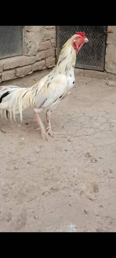 I naad aseel murga اصیل مرغے کی ضرورت ہے