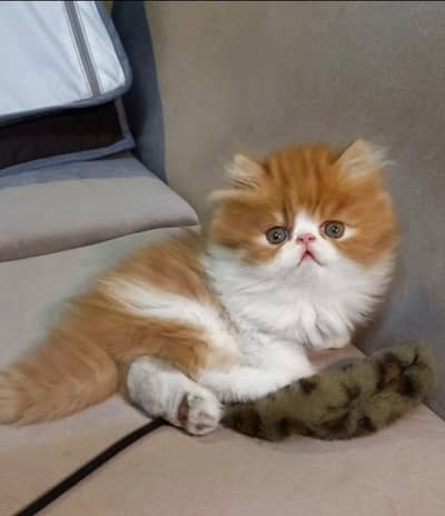 Persian Top noch Quality kitten