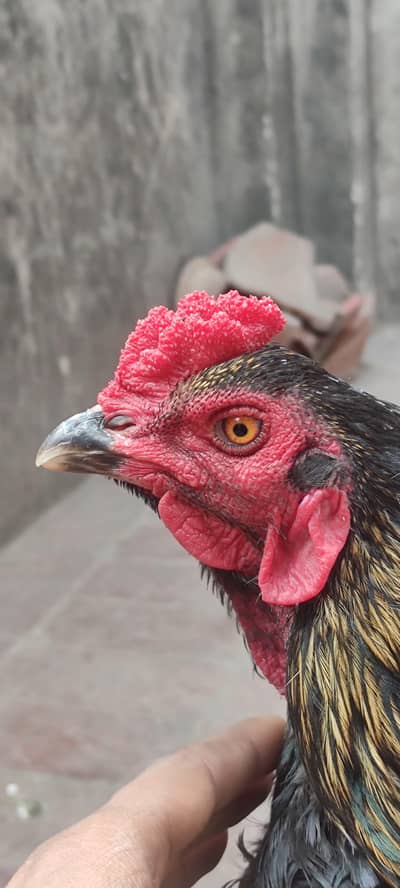 aseel burmi 3324594371