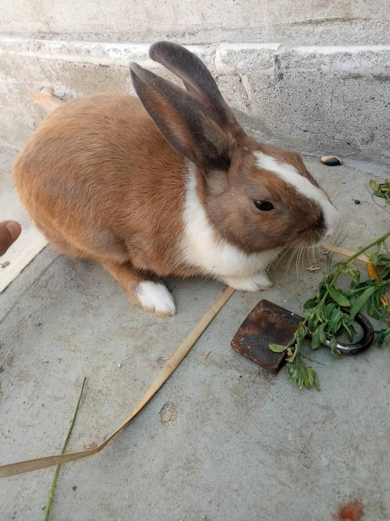rabbit 6