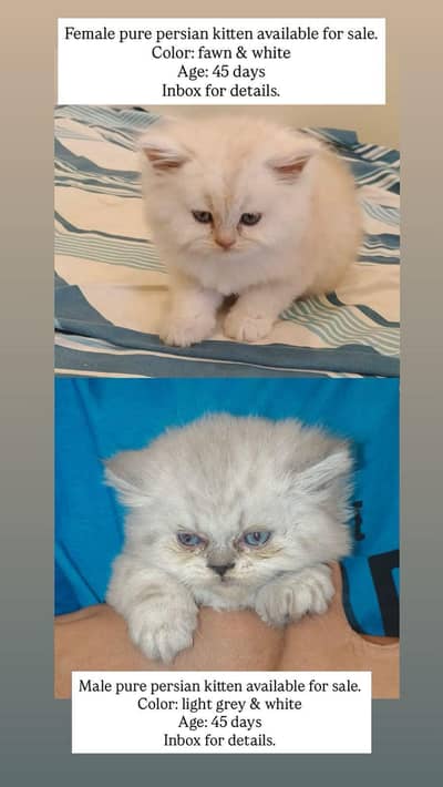Persian kittens for sale