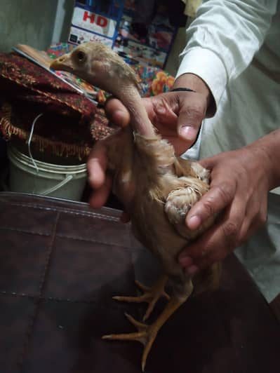 Thai aseel murge with 15 chicks dase or aseel