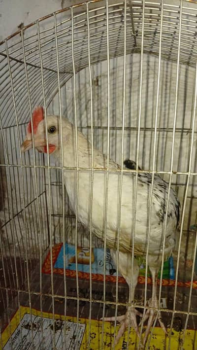 Golden Misri for sale