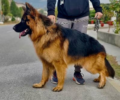 Triple Coat German Shephered kept with great care