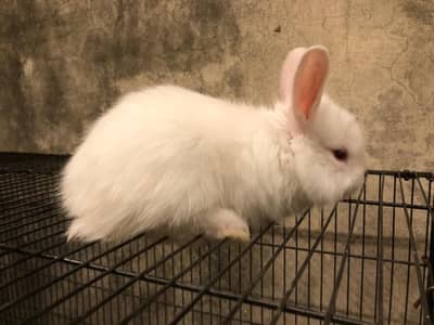 Angora Rabbits