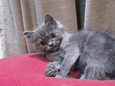 Pure British Short Hair Female Kitten